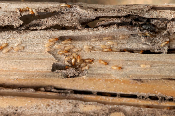 Best Best Pest Control Companies  in Niantic, CT