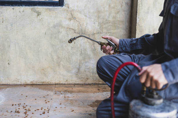 Best Wasp Removal Services  in Niantic, CT